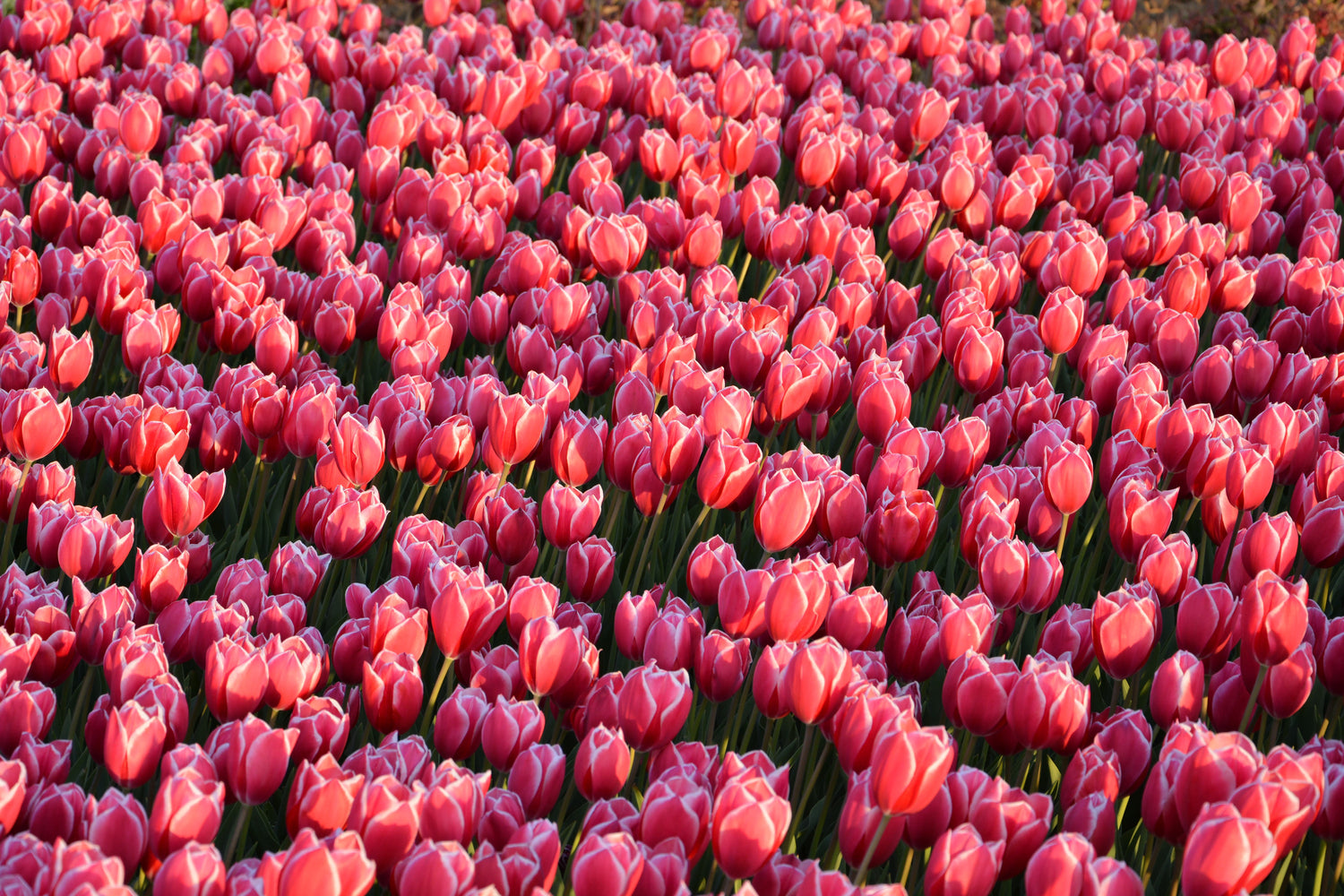 photo-wallpaper-lush-tulip-field